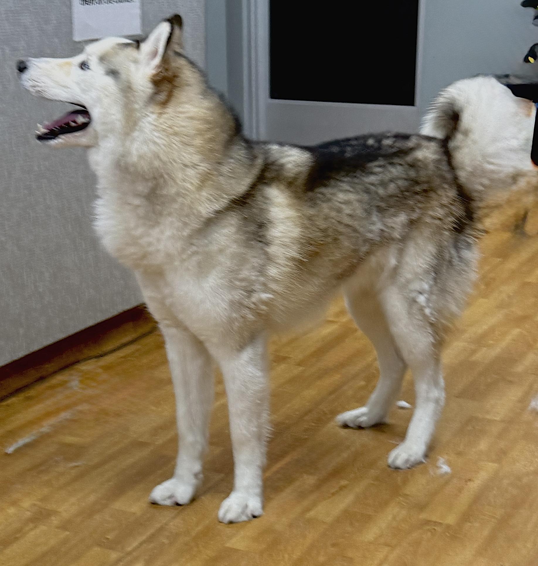 Enlarge Francesco Rivaldi, a Adoptable Husky in Mount Airy, NC image 2/5