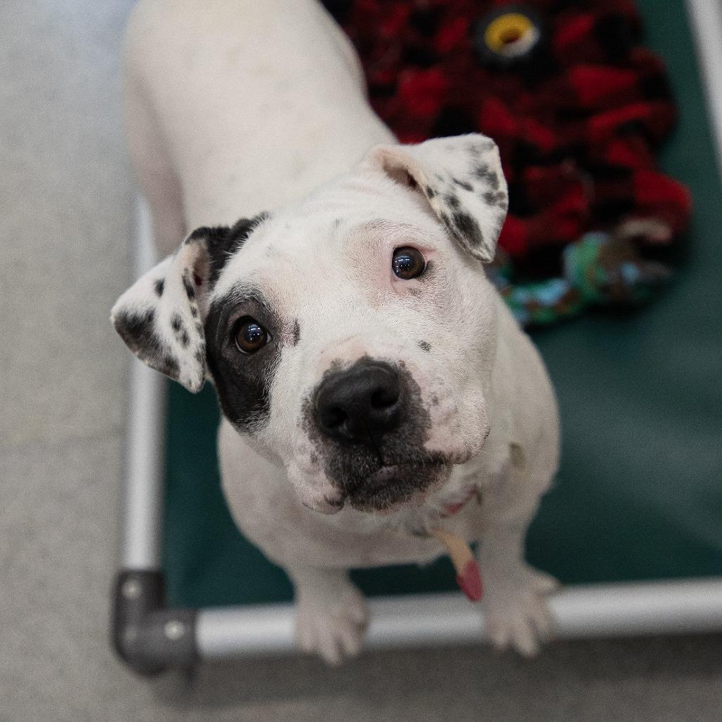 Enlarge Peppa Pig, a Adoptable Mixed Breed in Saint Cloud, MN image 1/6