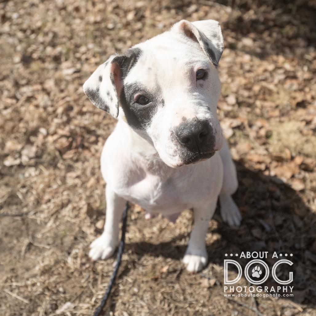 Enlarge Peppa Pig, a Adoptable Mixed Breed in Saint Cloud, MN image 2/6