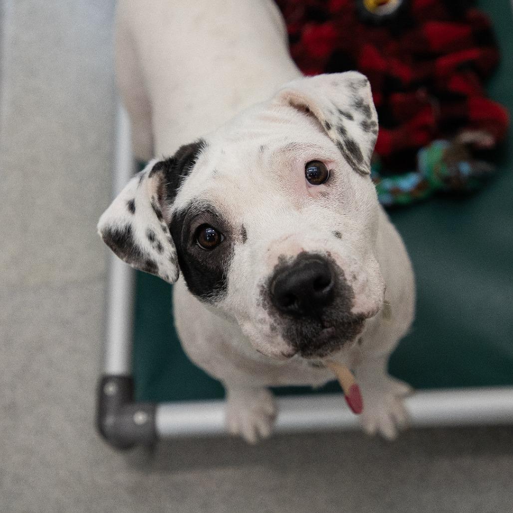 Enlarge Peppa Pig, a Adoptable Mixed Breed in Saint Cloud, MN image 3/6