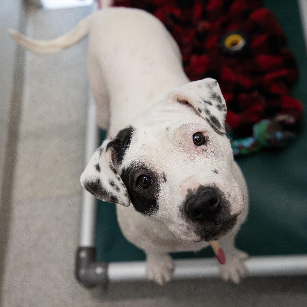 Enlarge Peppa Pig, a Adoptable Mixed Breed in Saint Cloud, MN image 4/6