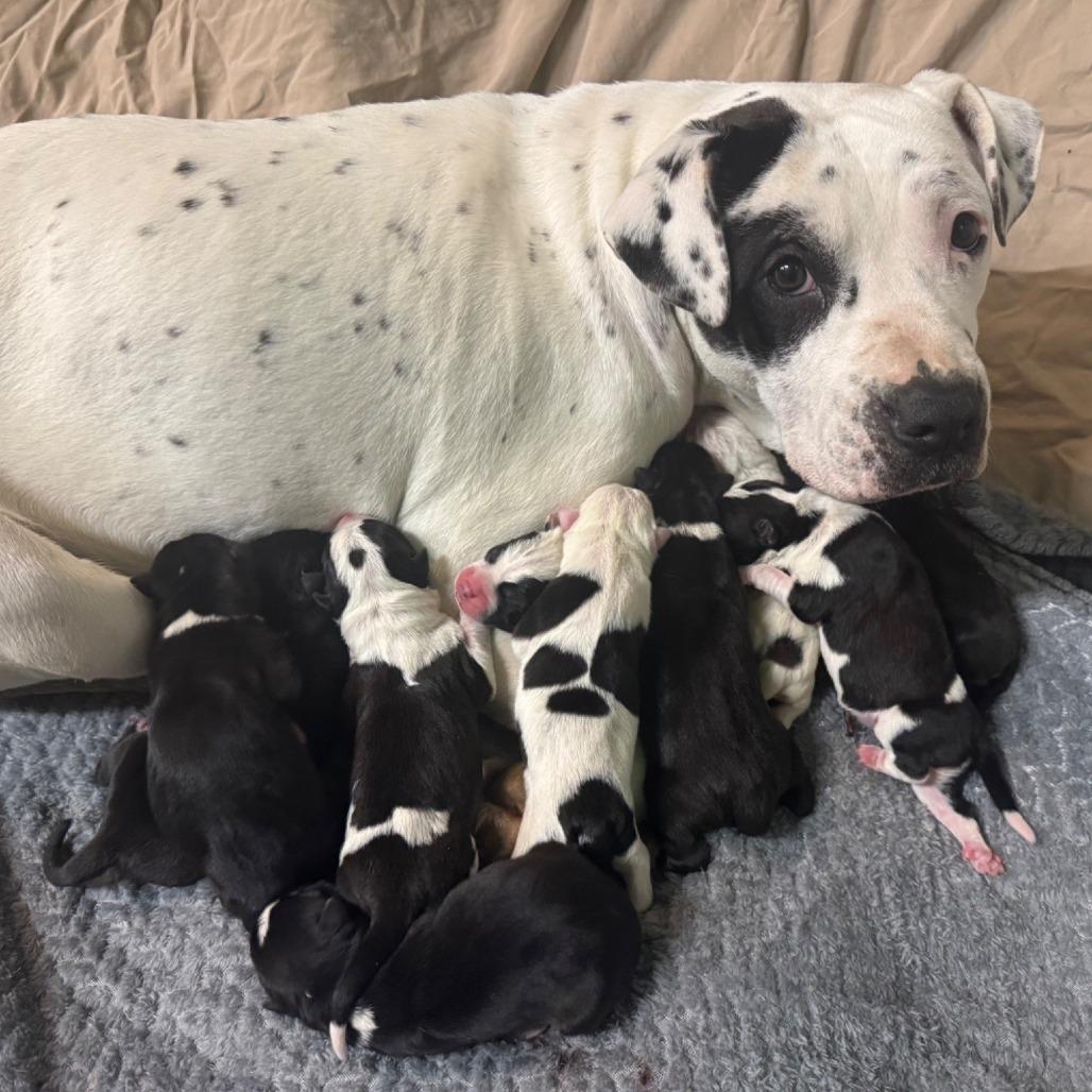 Enlarge Peppa Pig, a Adoptable Mixed Breed in Saint Cloud, MN image 5/6