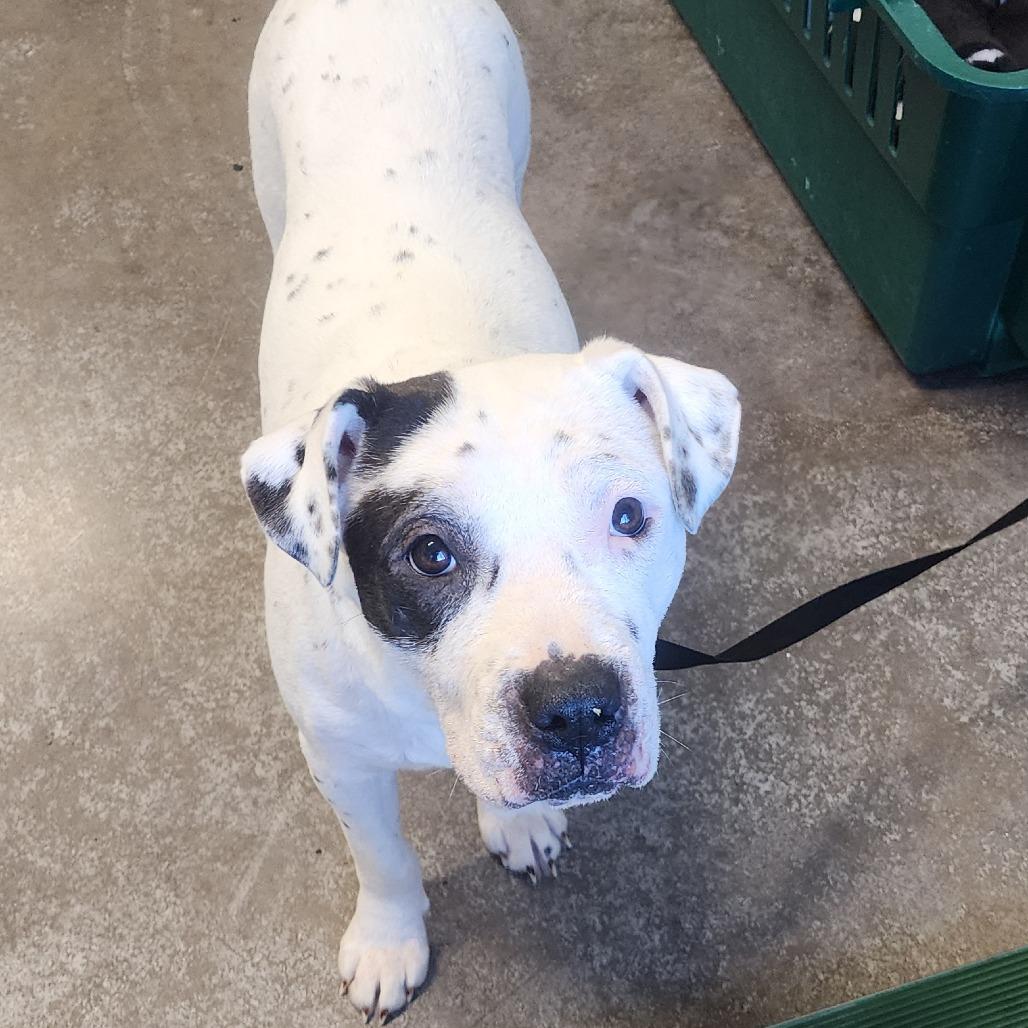 Enlarge Peppa Pig, a Adoptable Mixed Breed in Saint Cloud, MN image 6/6