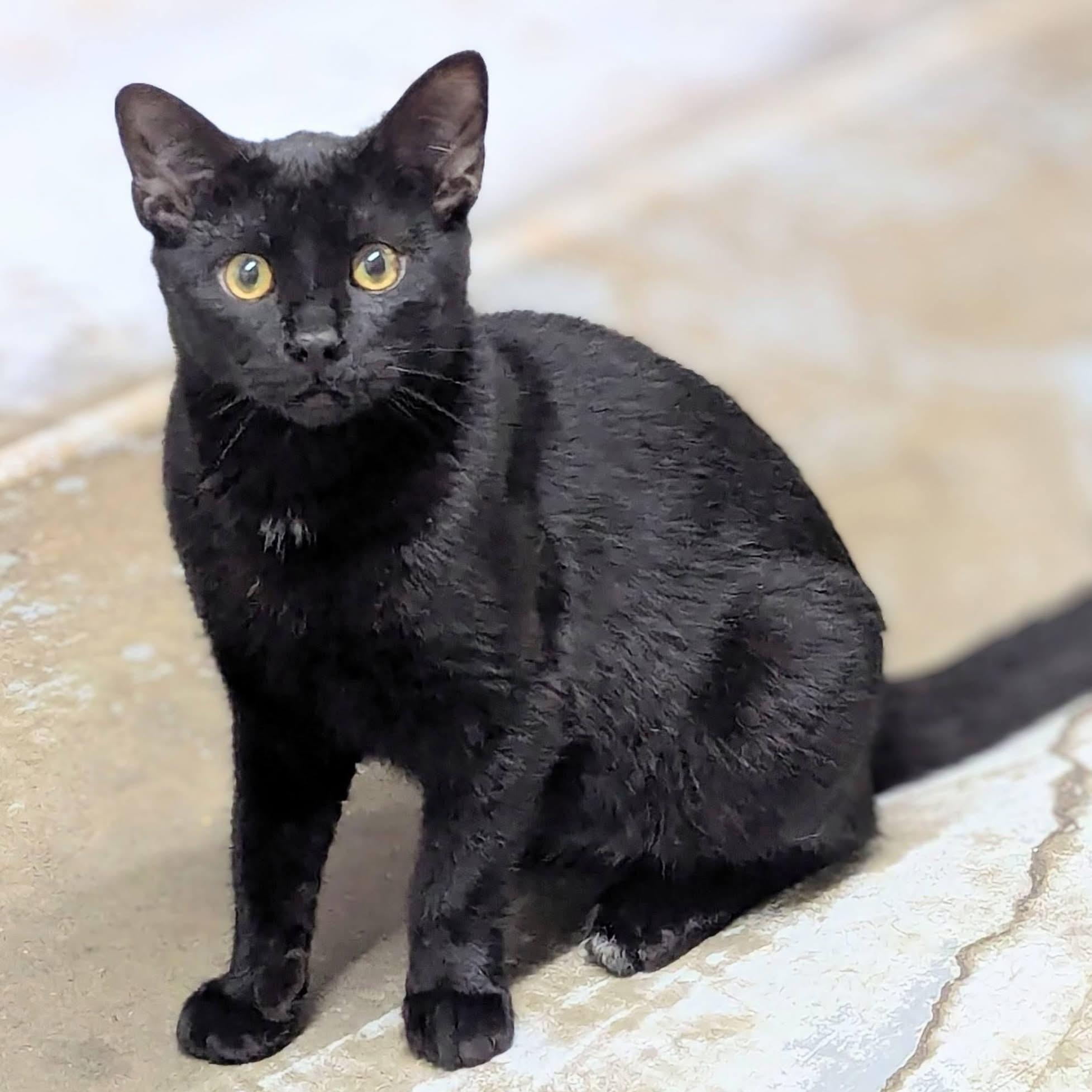Enlarge BARTEK, an adopted Domestic Short Hair in Delhi, ON image 1/2