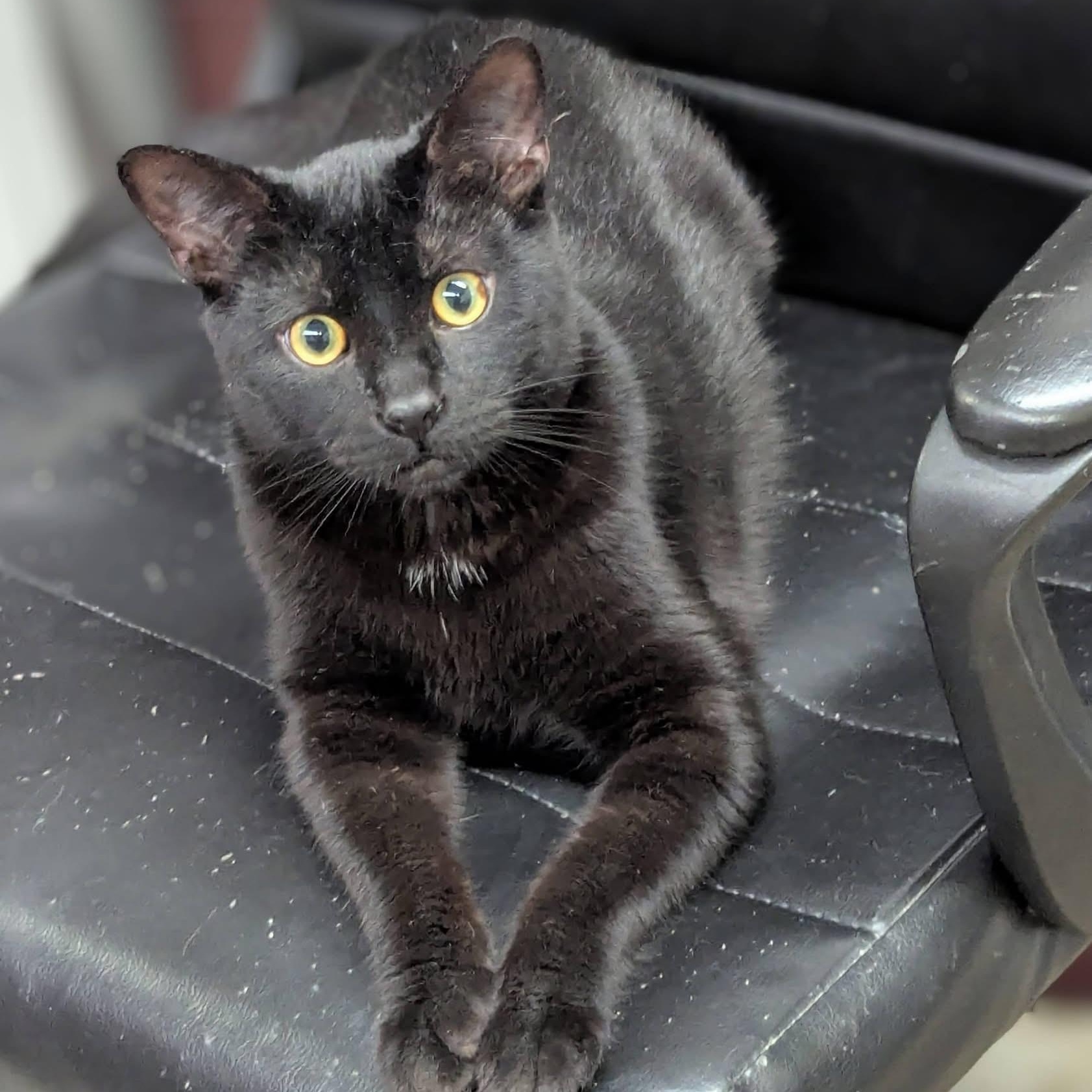 Enlarge BARTEK, an adopted Domestic Short Hair in Delhi, ON image 2/2