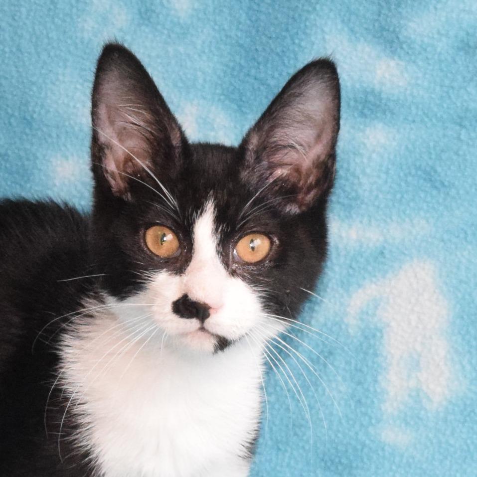 Silvie, Adoptable, Kitten Female Domestic Short Hair.