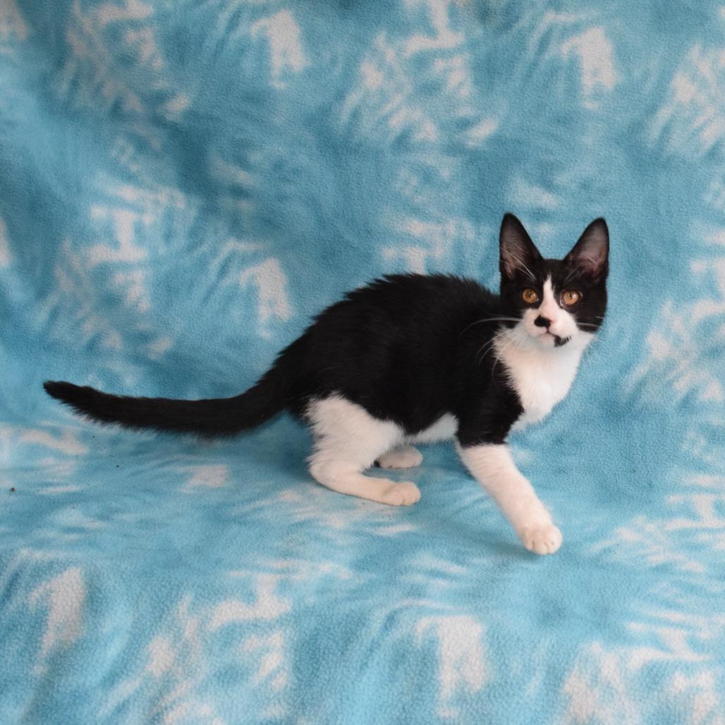 Enlarge Silvie, a Adoptable Domestic Short Hair in Eureka, CA image 2/5