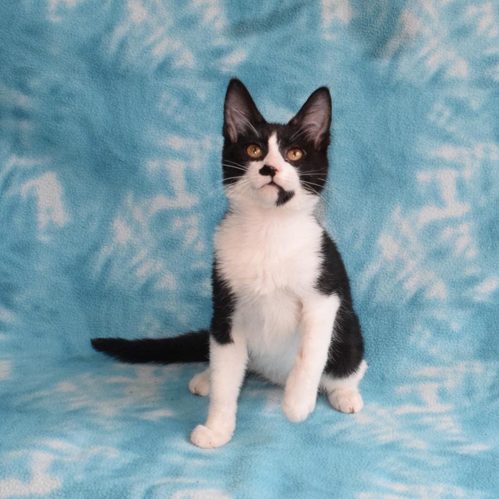 Enlarge Silvie, a Adoptable Domestic Short Hair in Eureka, CA image 3/5