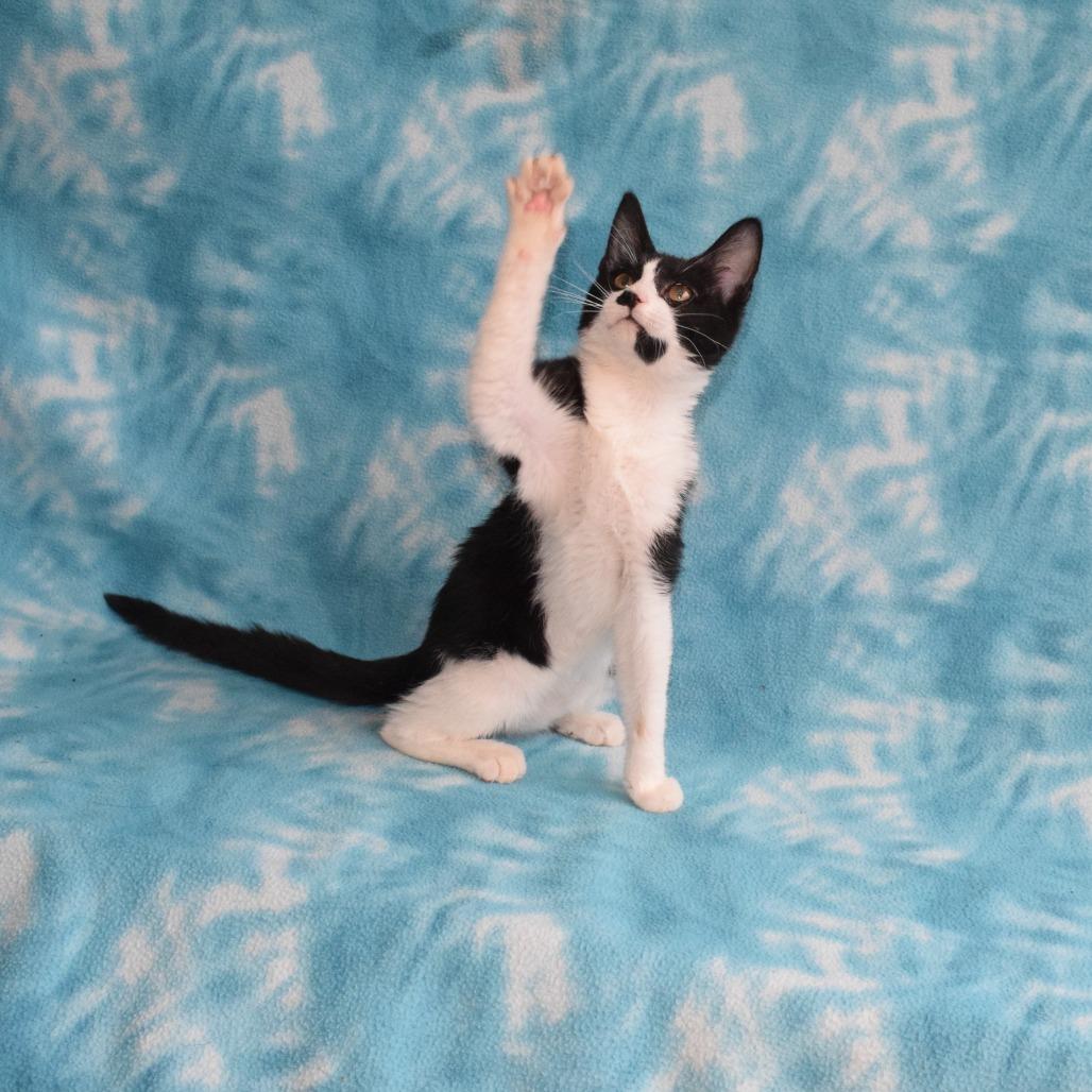 Enlarge Silvie, a Adoptable Domestic Short Hair in Eureka, CA image 4/5