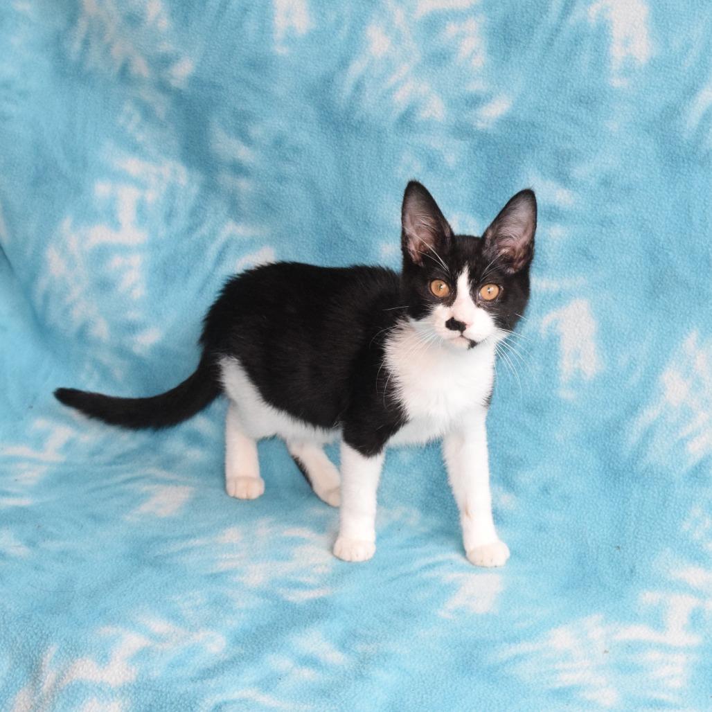 Enlarge Silvie, a Adoptable Domestic Short Hair in Eureka, CA image 5/5