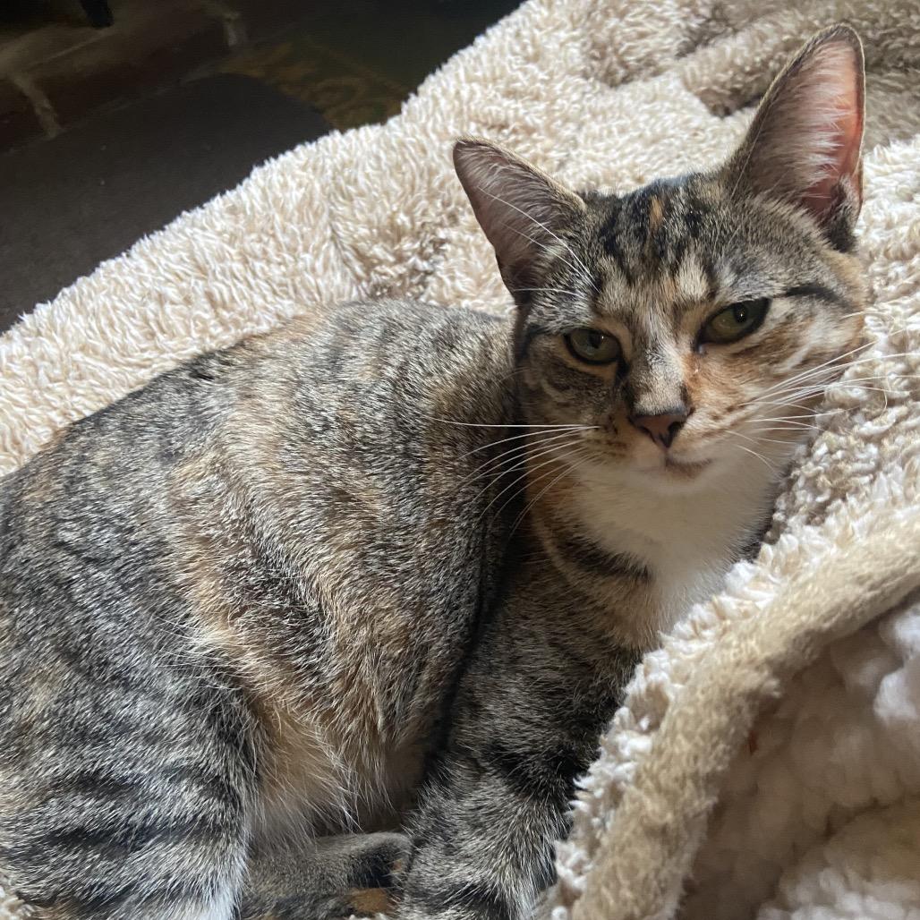 Mandy, Adoptable, Young Female Domestic Short Hair.