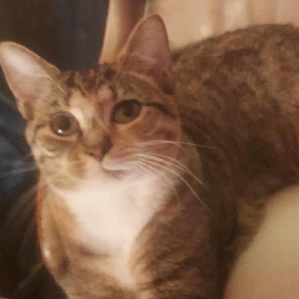 Mandy, Adoptable, Young Female Domestic Short Hair.