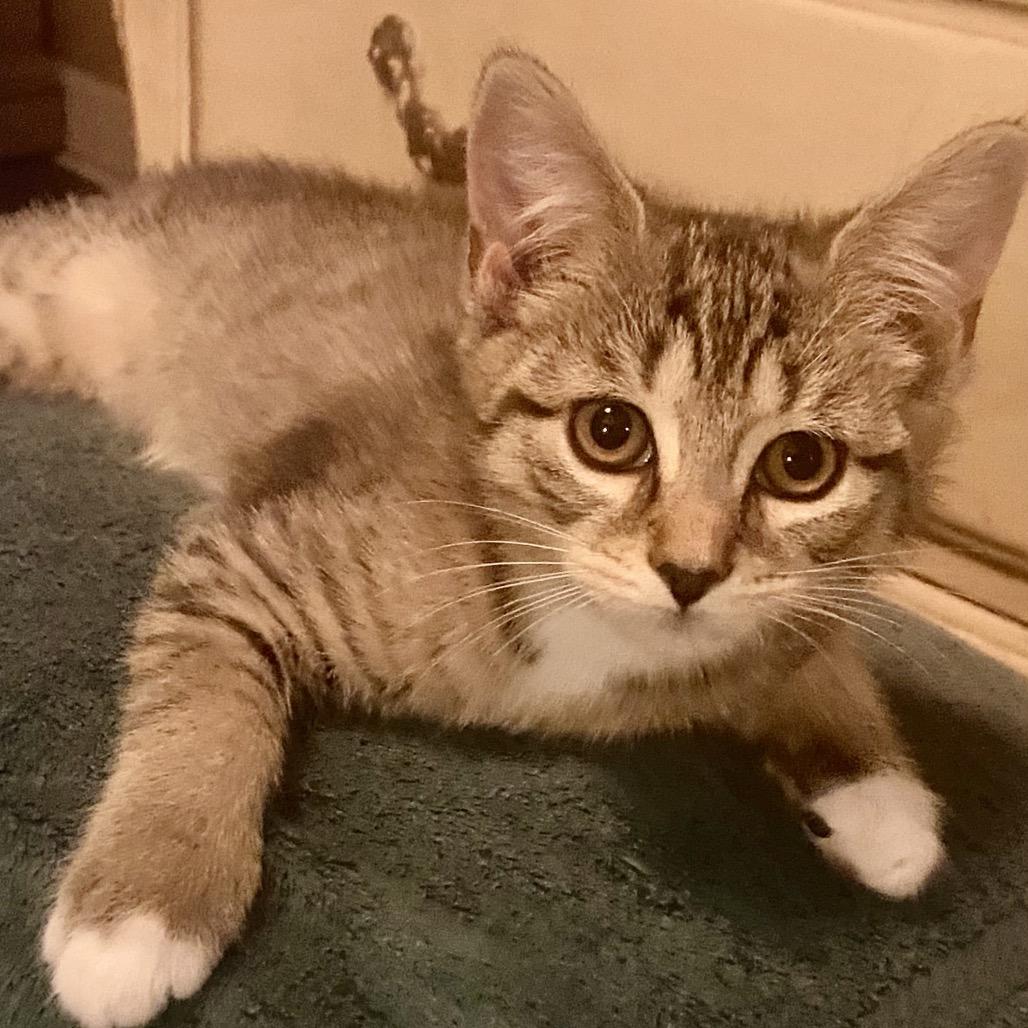 Mandy, Adoptable, Young Female Domestic Short Hair.