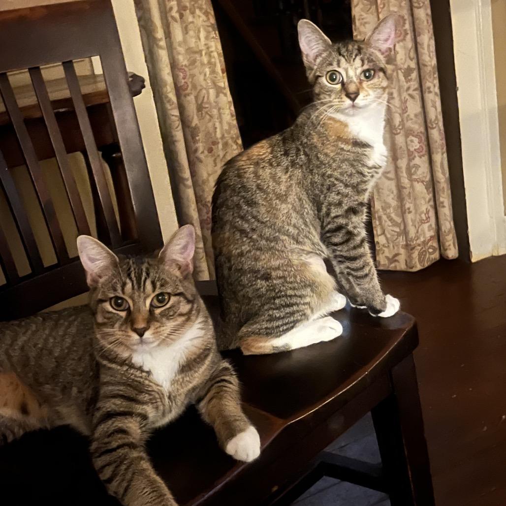 Enlarge Mandy, a Adoptable Domestic Short Hair in Mocksville, NC image 2/3