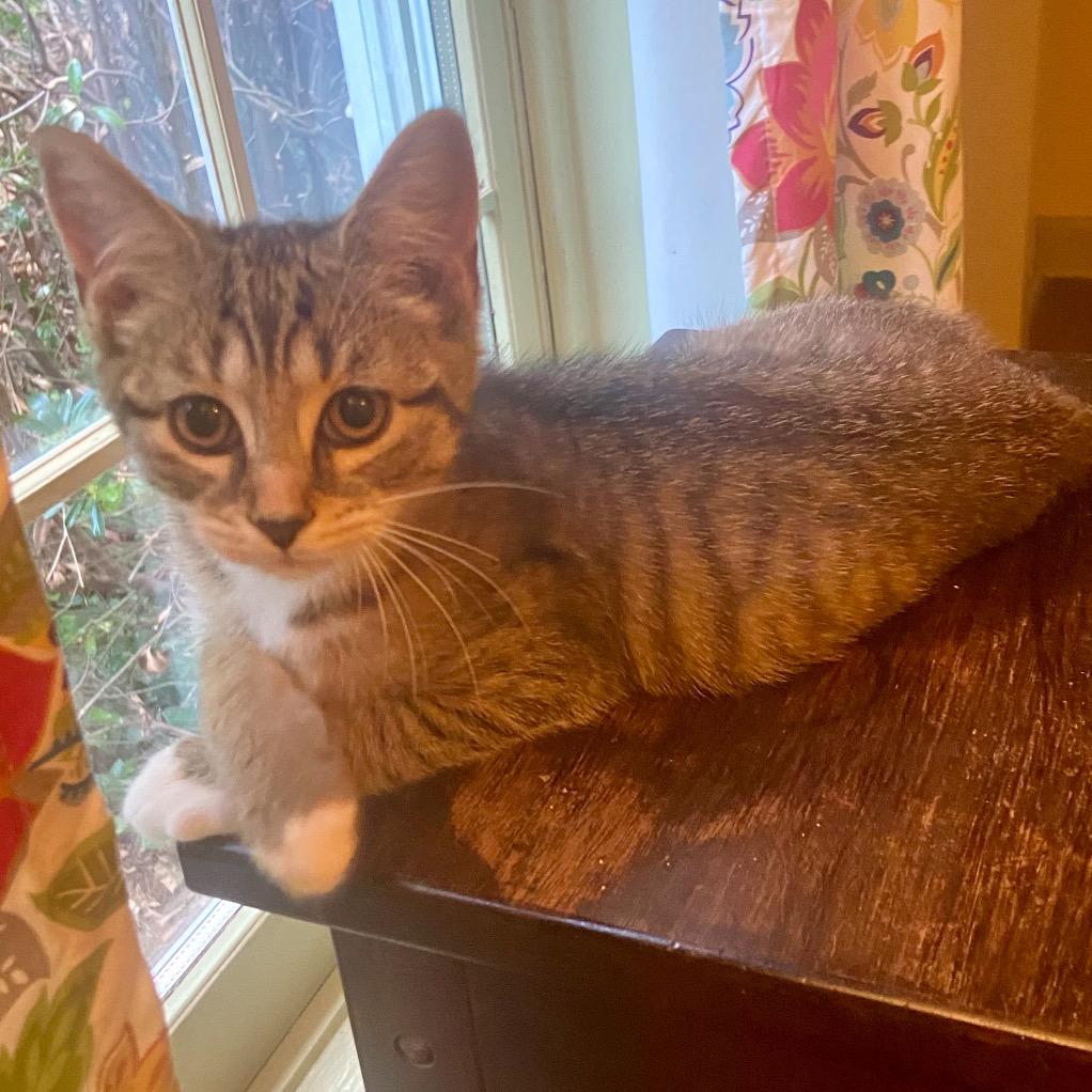 Enlarge Mandy, a Adoptable Domestic Short Hair in Mocksville, NC image 3/3