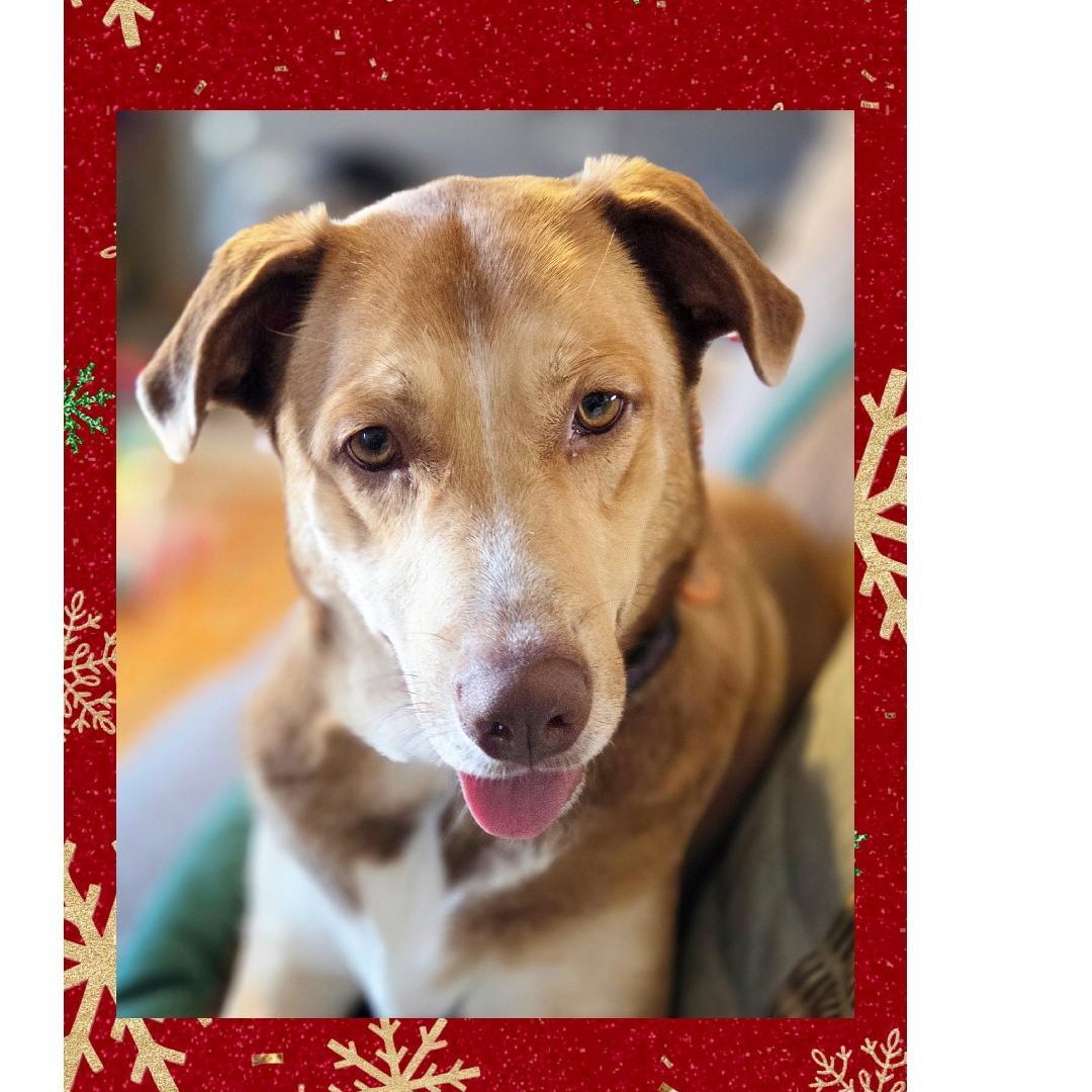 Enlarge Sienna A+, a Adoptable mixed breed in Lake Geneva, WI image 6/6