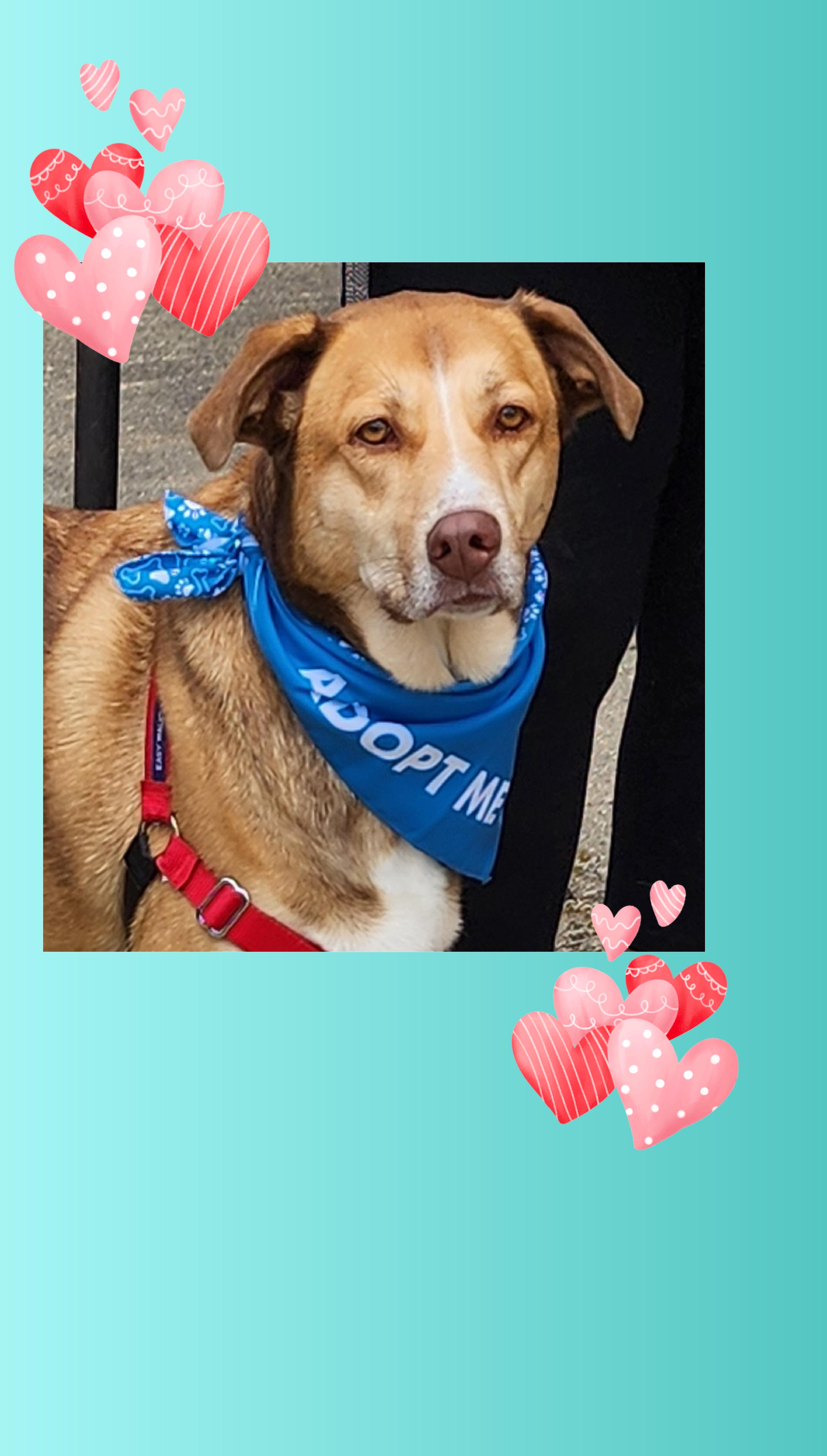 Sienna A+, Adoptable, Adult Female Collie & Labrador Retriever.