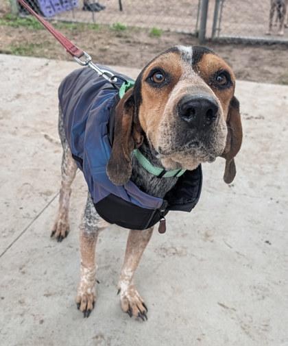 Bowen, Adoptable, Adult Male Mixed Breed & Mixed Breed.