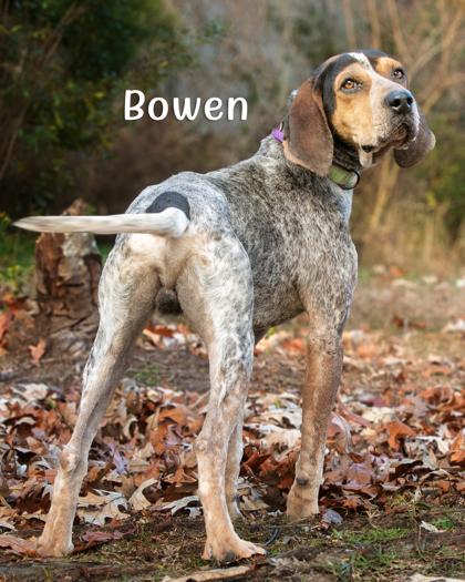 Enlarge Bowen, a Adoptable mixed breed in Savannah, GA image 2/2