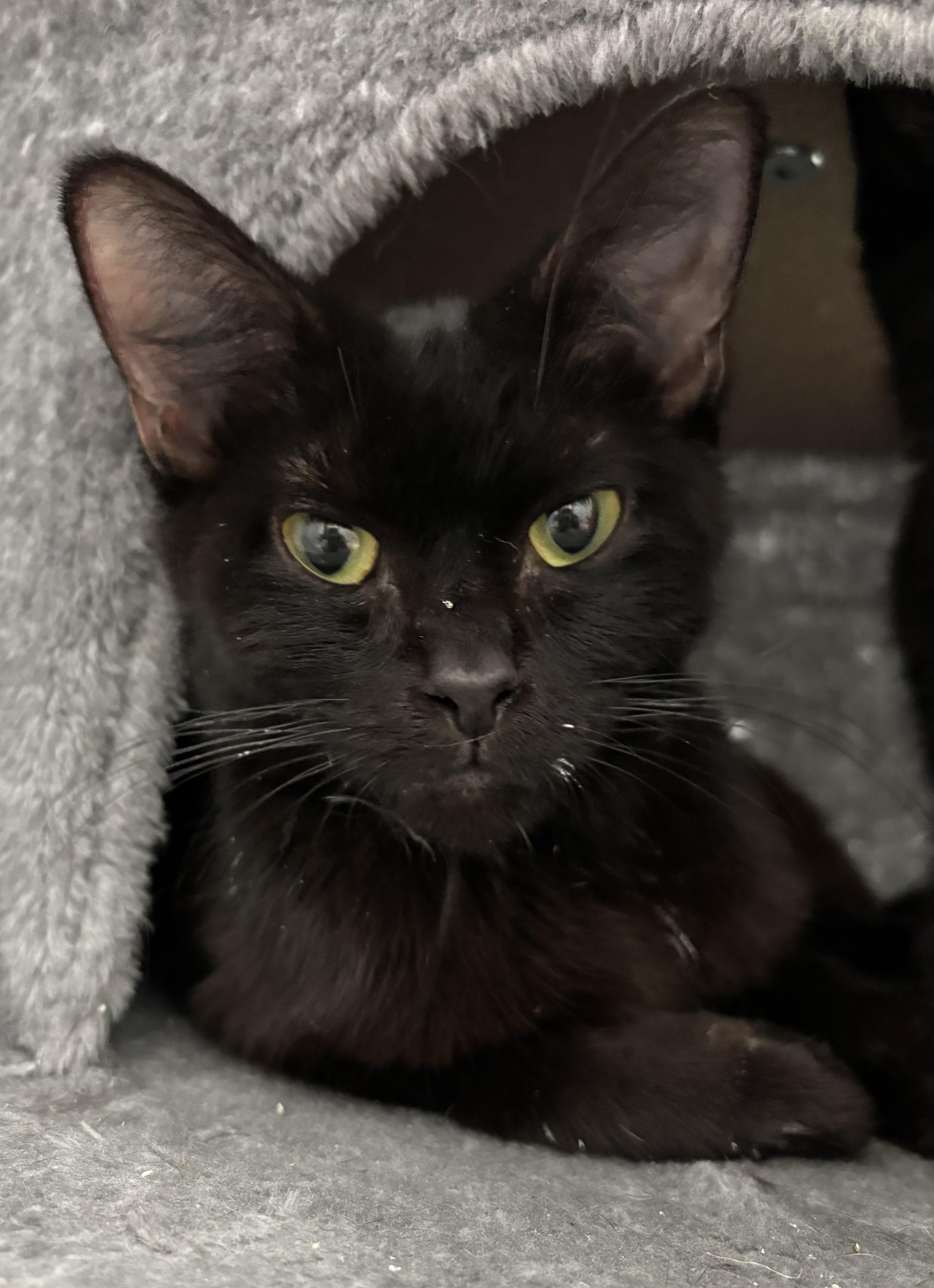 Gilda, Adult Female Domestic Short Hair