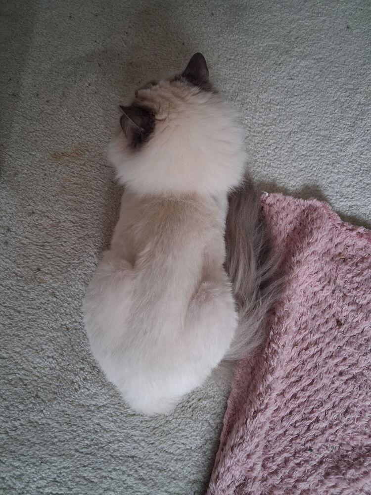 Melody, Adoptable, Senior Female Himalayan.