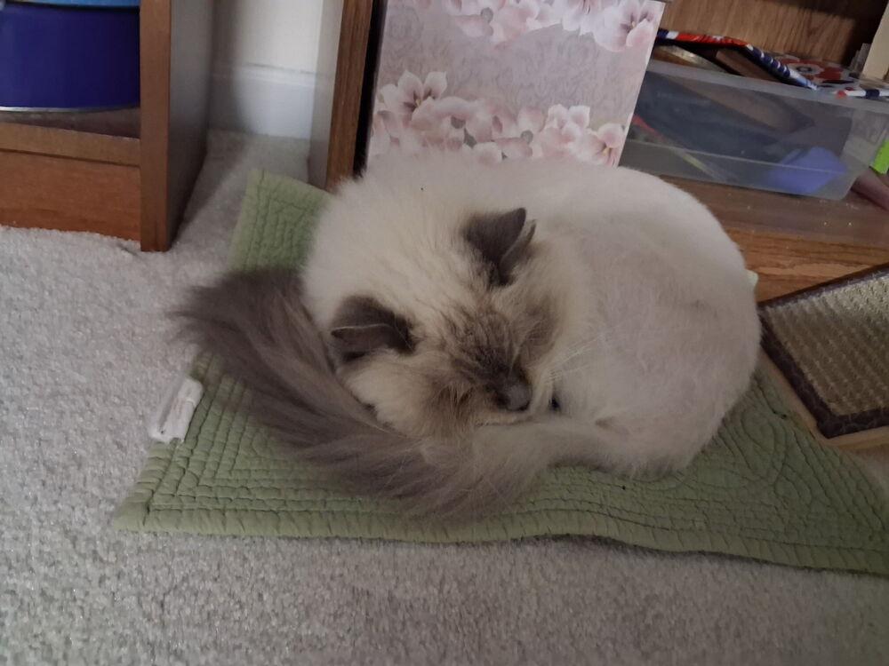 Enlarge Melody, a Adoptable Himalayan in Vienna , VA image 2/5