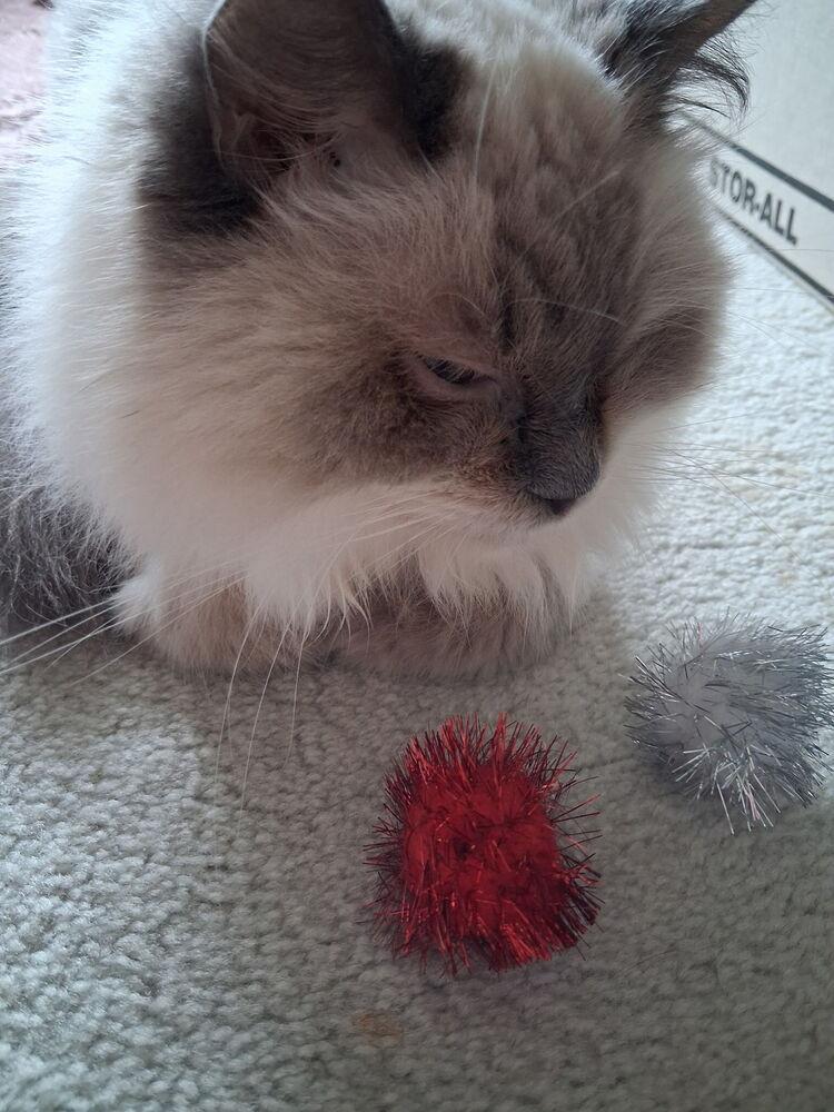 Enlarge Melody, a Adoptable Himalayan in Vienna , VA image 3/5