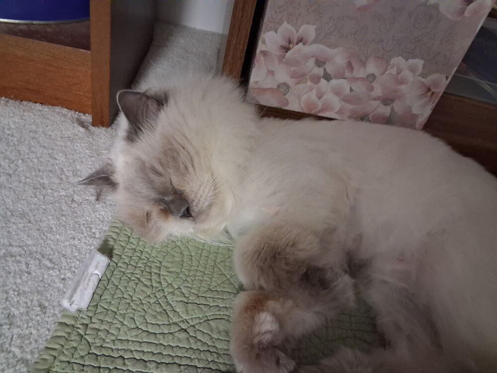 Enlarge Melody, a Adoptable Himalayan in Vienna , VA image 4/5