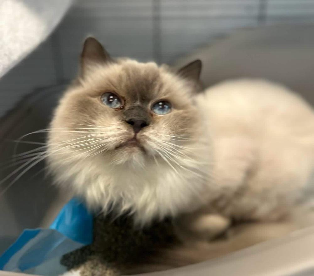 Enlarge Melody, a Adoptable Himalayan in Vienna , VA image 5/5