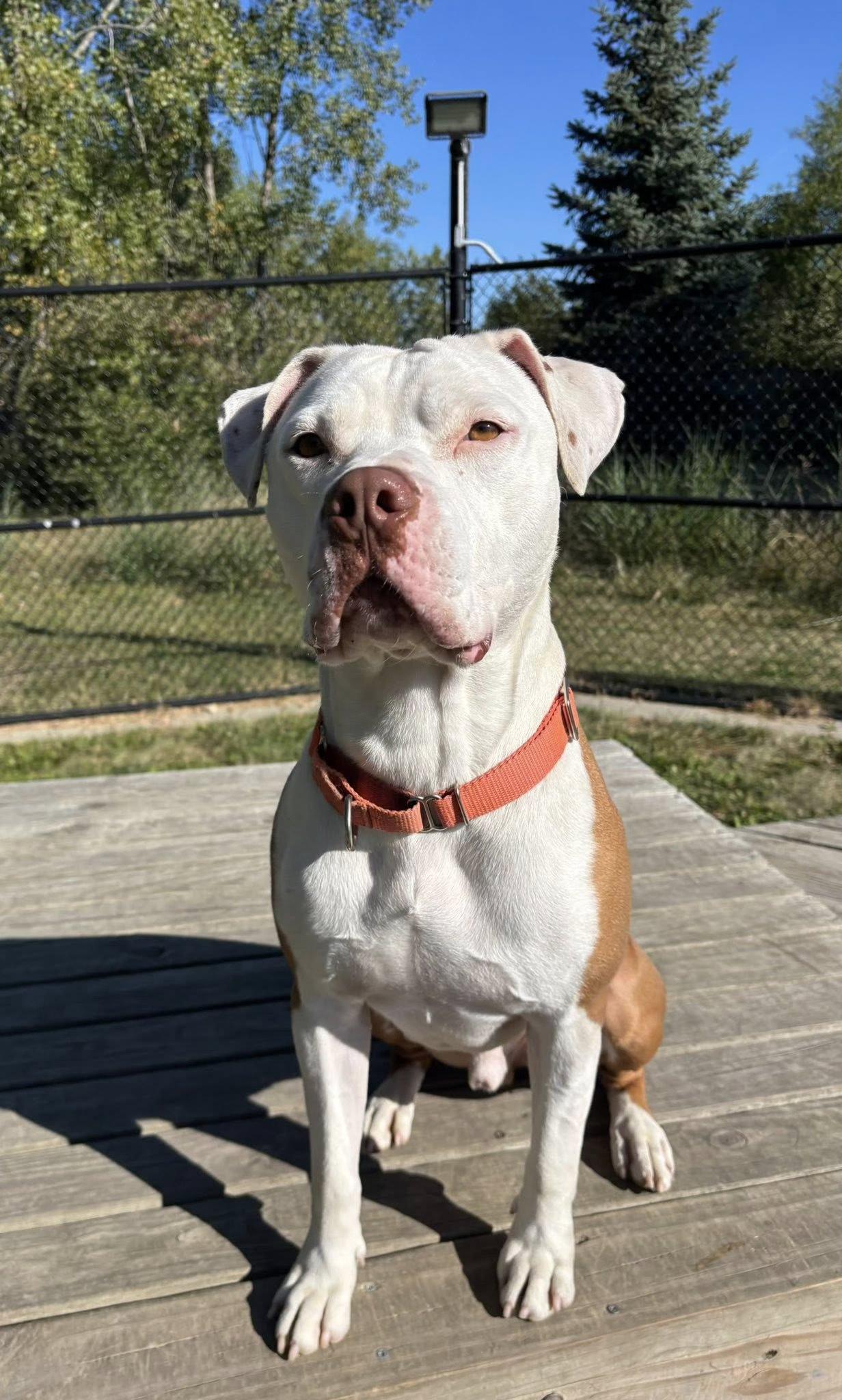 Rocky, Adoptable, Young Male American Staffordshire Terrier.