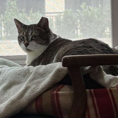 Enlarge Vanessa, a Adoptable Domestic Short Hair in Alexandria, VA image 4/6