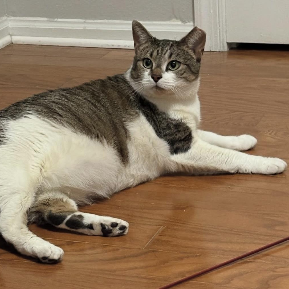 Enlarge Vanessa, a Adoptable Domestic Short Hair in Alexandria, VA image 3/6