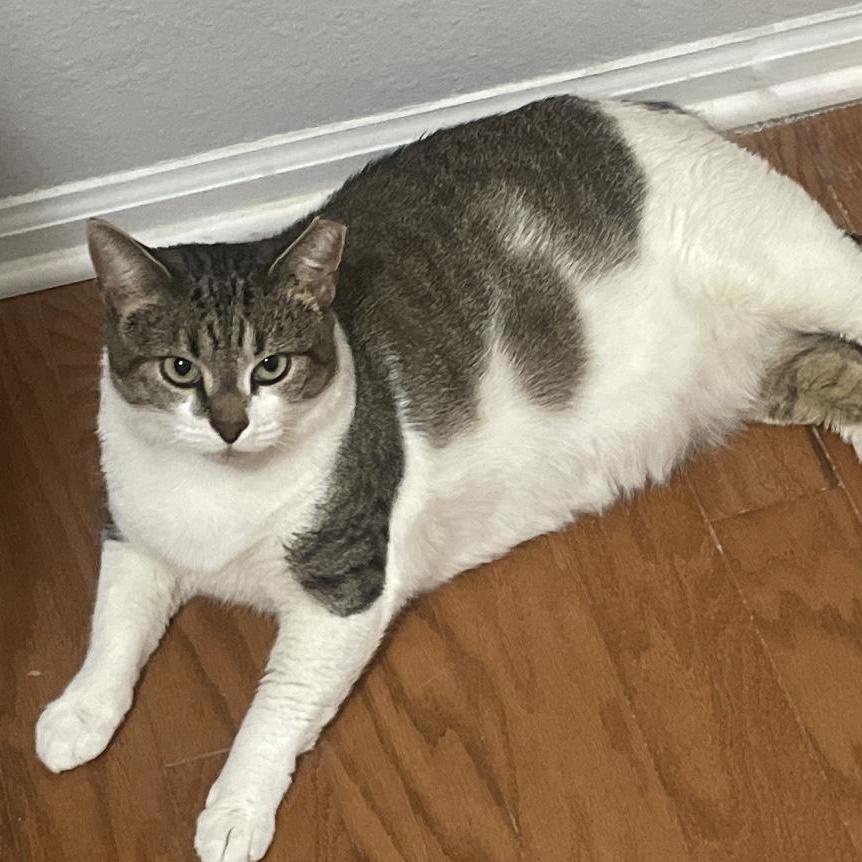 Enlarge Vanessa, a Adoptable Domestic Short Hair in Alexandria, VA image 2/6