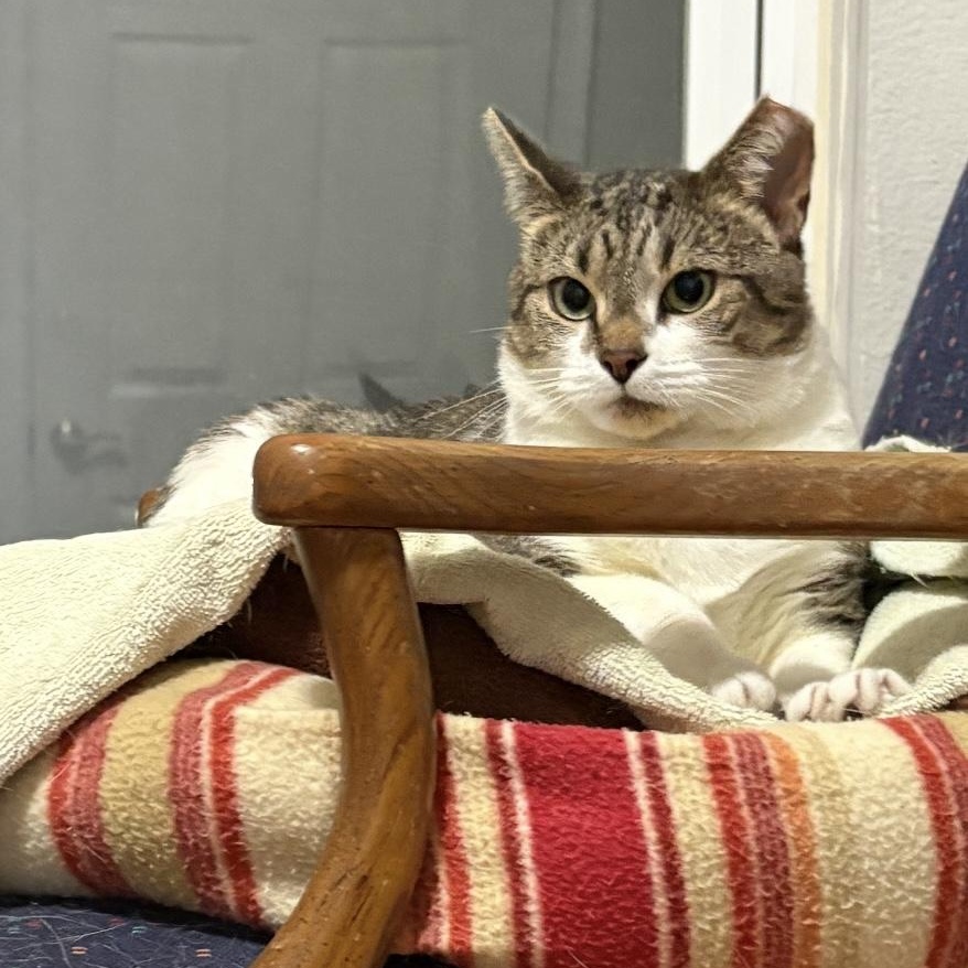 Enlarge Vanessa, a Adoptable Domestic Short Hair in Alexandria, VA image 6/6