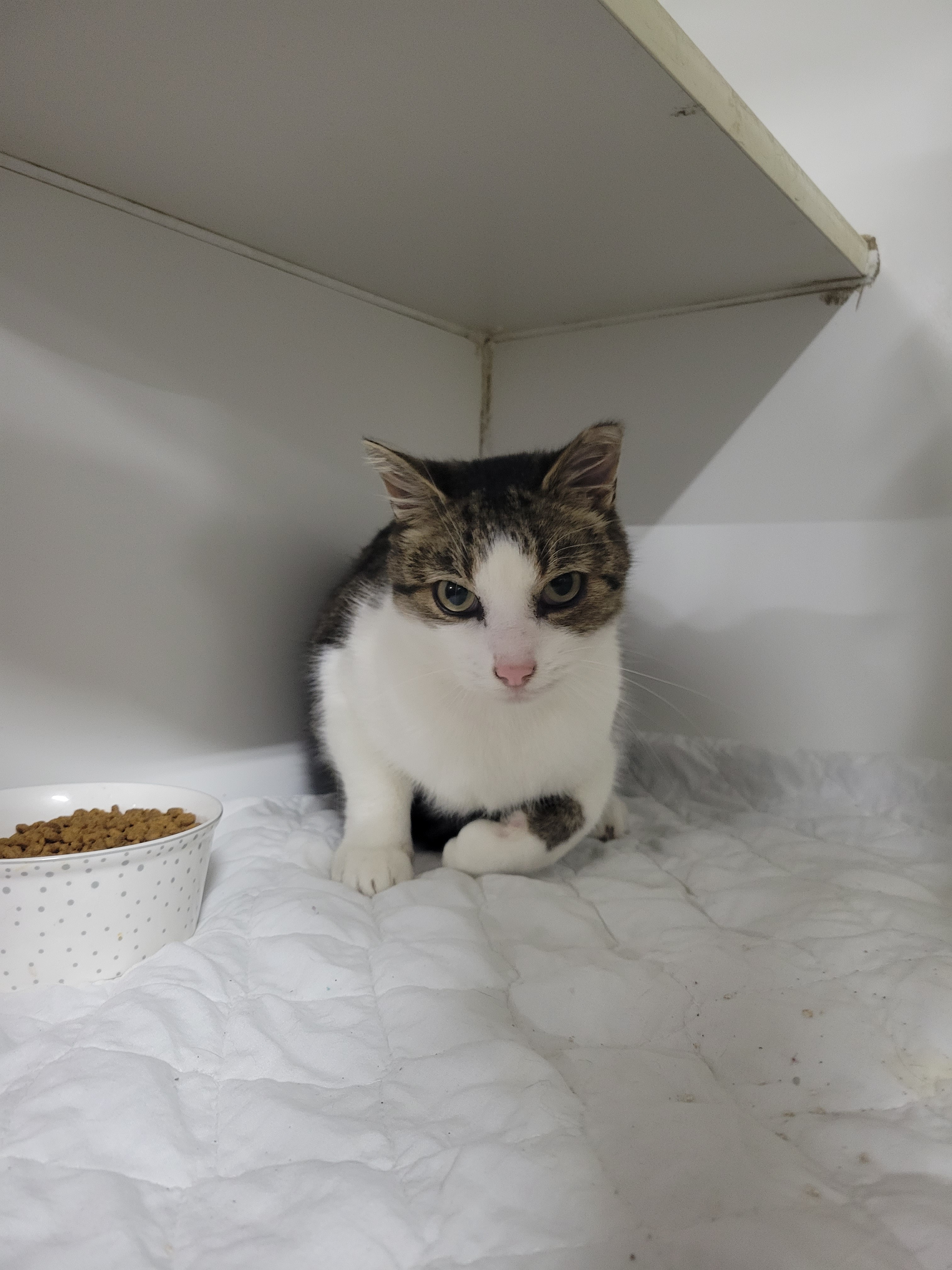 Drew, Adoptable, Adult Male Domestic Short Hair.