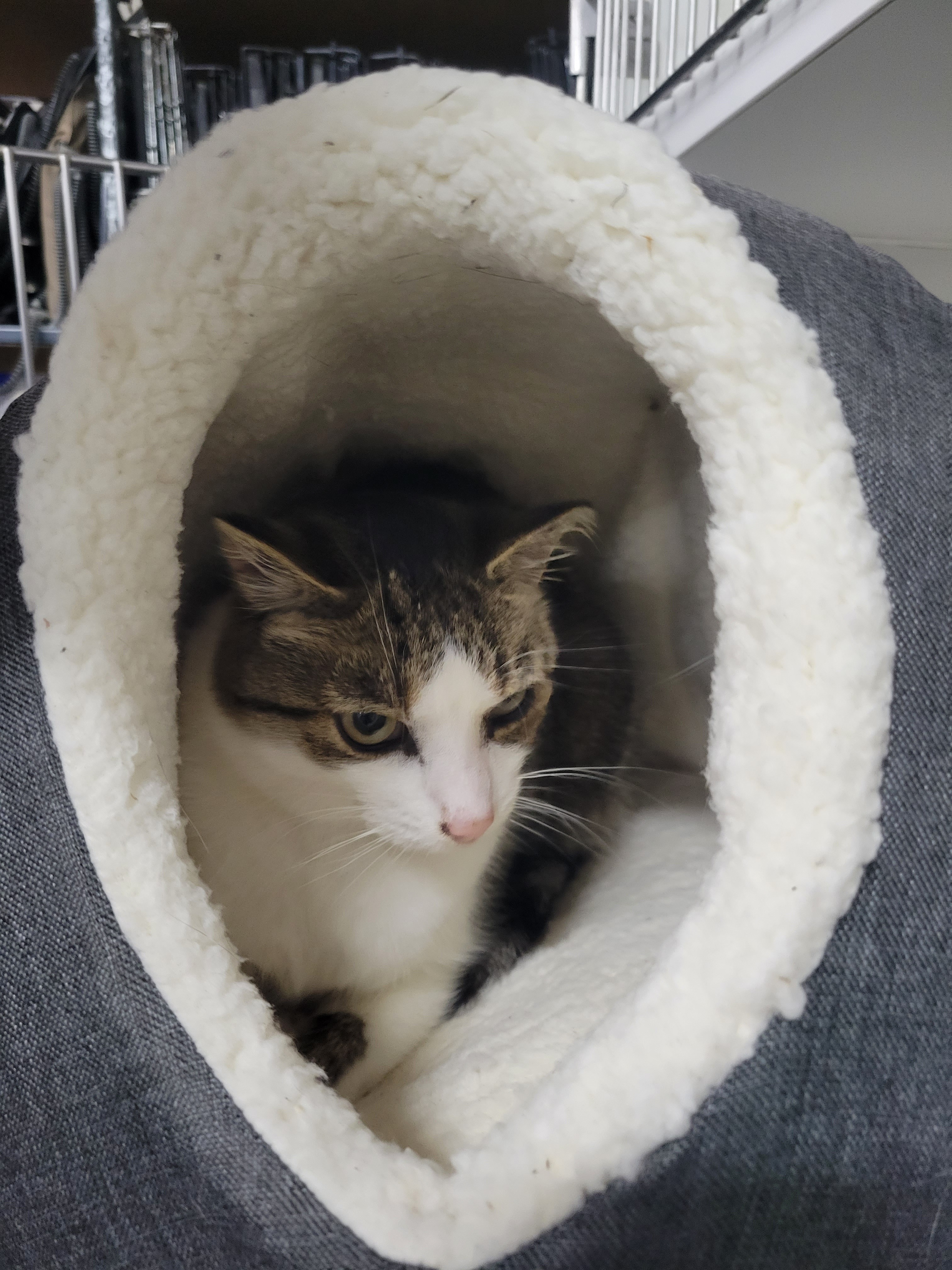 Drew, a Adoptable mixed breed in Columbus, OH image 2/10