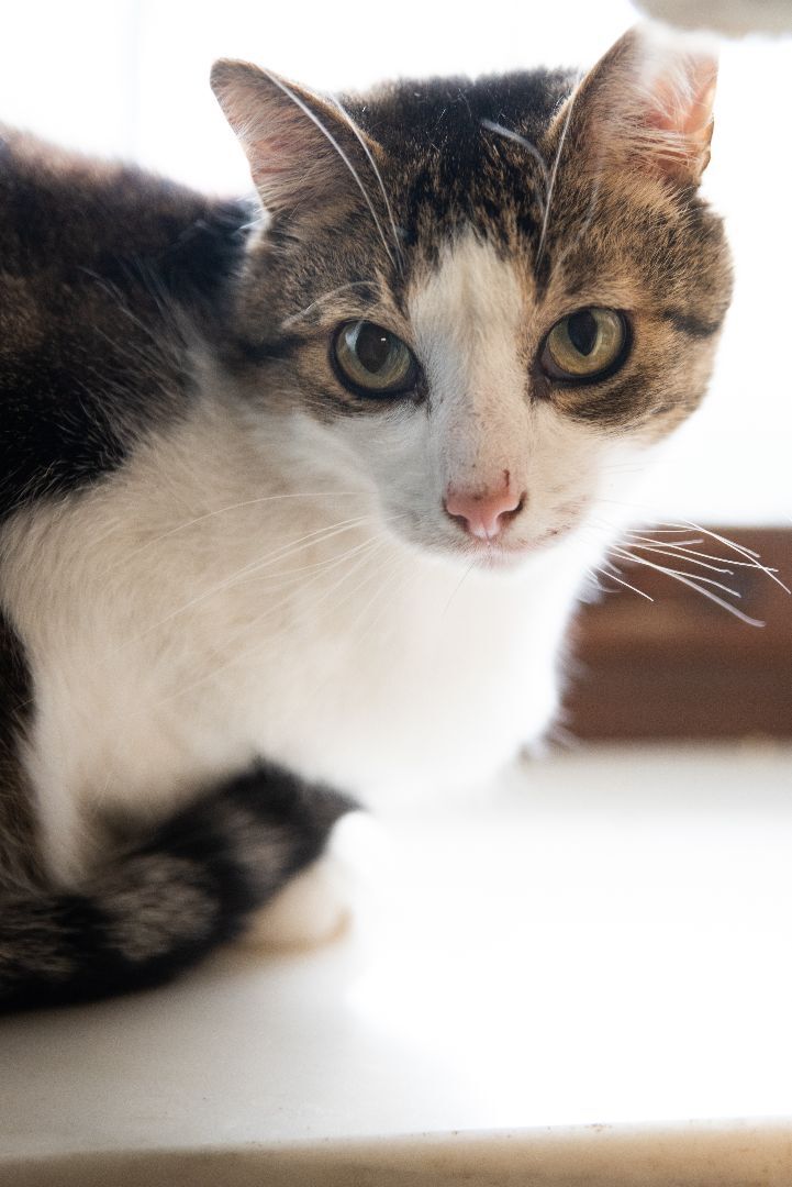 Drew, a Adoptable mixed breed in Columbus, OH image 4/10