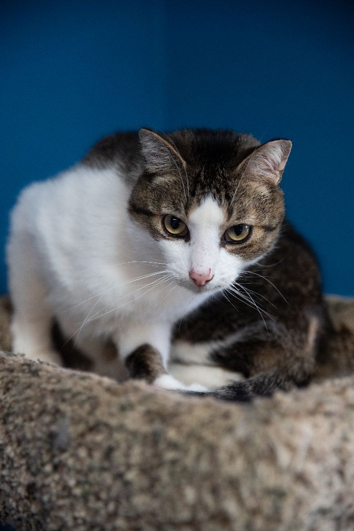 Drew, a Adoptable mixed breed in Columbus, OH image 5/10