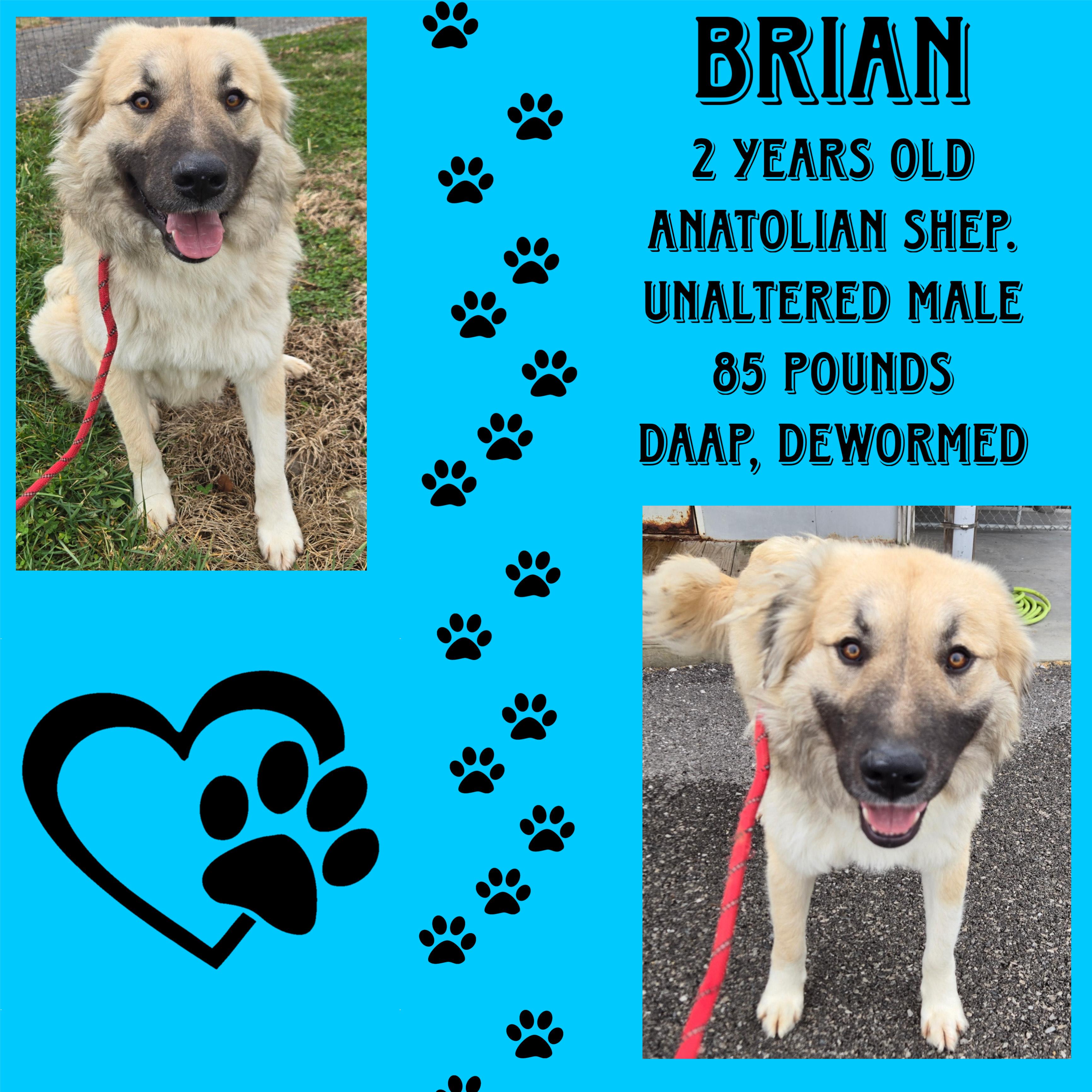 Brian, ADOPTABLE, Adult Male Anatolian Shepherd.