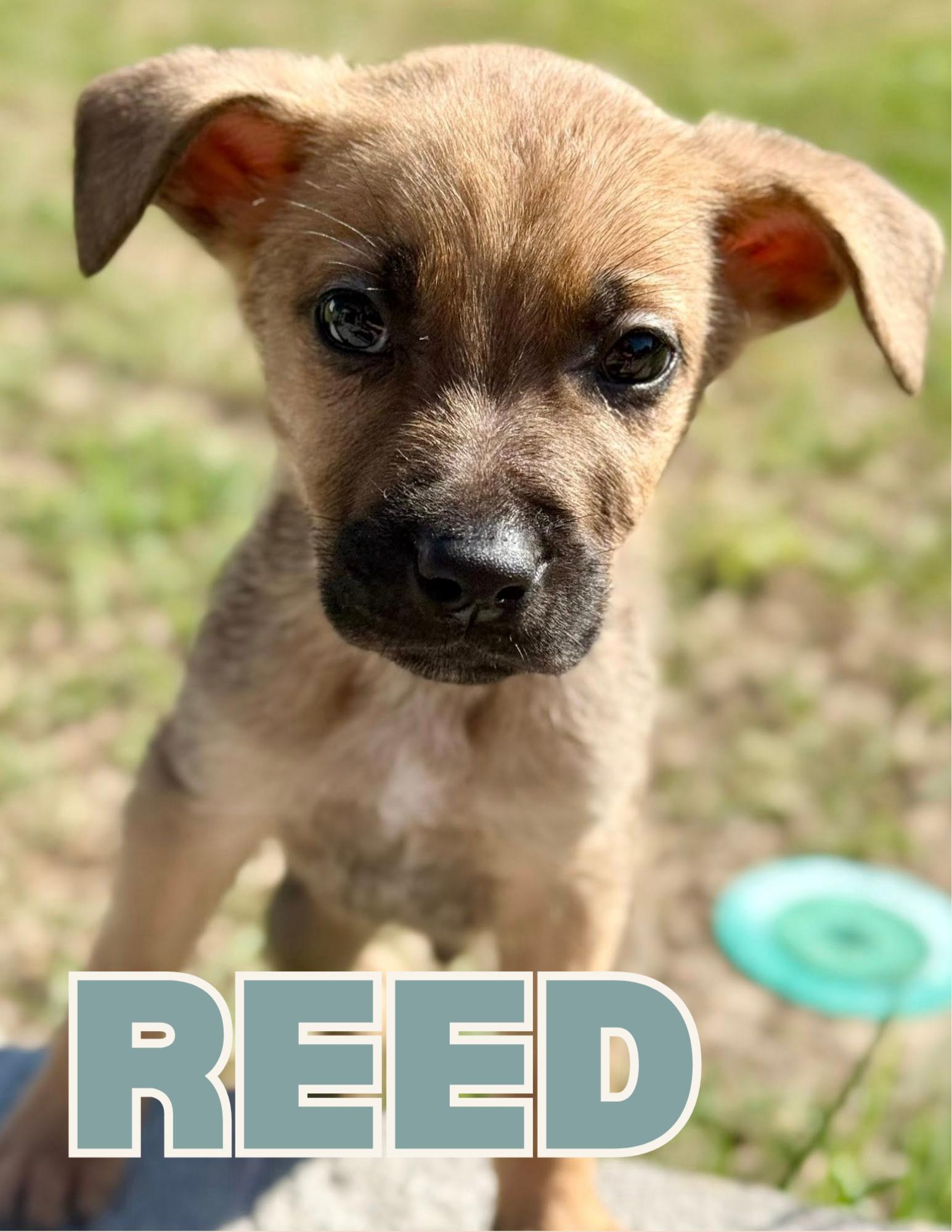 Enlarge Reed, an adopted mixed breed in Shalimar, FL image 1/1