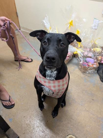 Enlarge Tilly, a Adoptable Mixed Breed in Leander, TX image 1/1