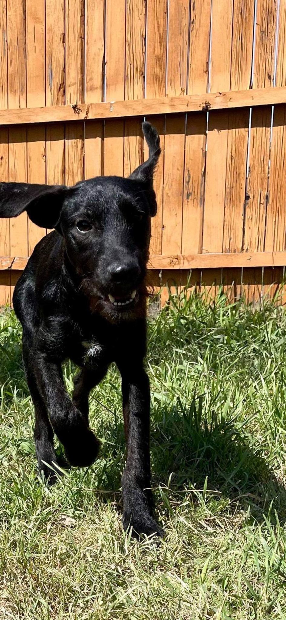 Whiskers, Adopted, Young Male Schnauzer & Labrador Retriever.