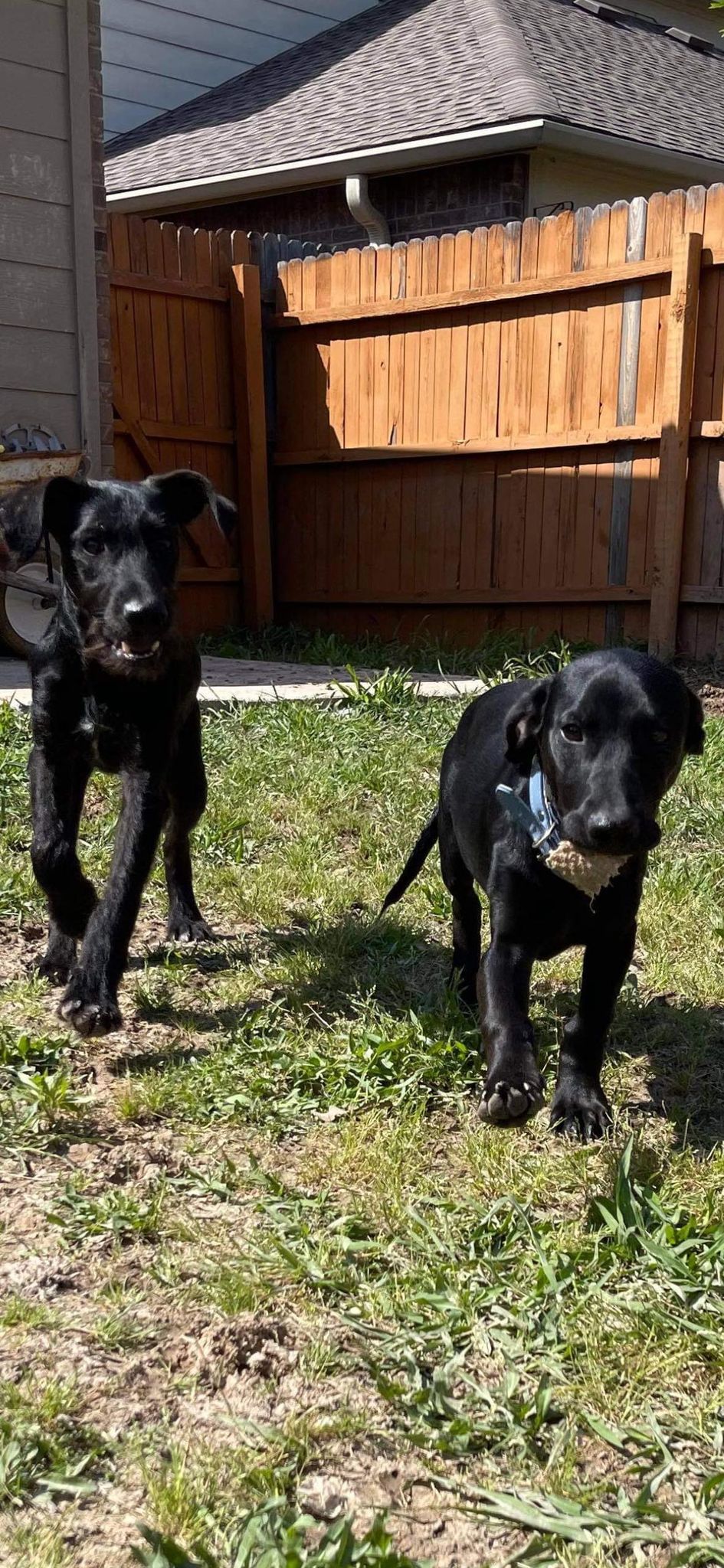 Whiskers, Adopted, Young Male Schnauzer & Labrador Retriever.
