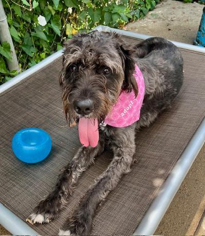 Lilo, an adoptable German Wirehaired Pointer, Labradoodle in Long Beach, NY, 11561 | Photo Image 2