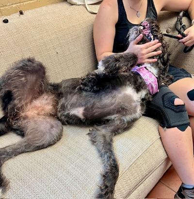 Lilo, an adoptable German Wirehaired Pointer, Labradoodle in Long Beach, NY, 11561 | Photo Image 3