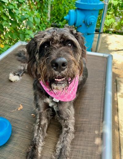 Lilo, an adoptable German Wirehaired Pointer, Labradoodle in Long Beach, NY, 11561 | Photo Image 4