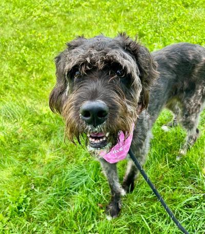 Lilo, an adoptable German Wirehaired Pointer, Labradoodle in Long Beach, NY, 11561 | Photo Image 1
