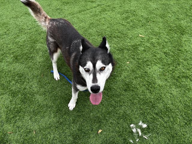 HONEY, Adoptable, Adult Female Siberian Husky & Mixed Breed.
