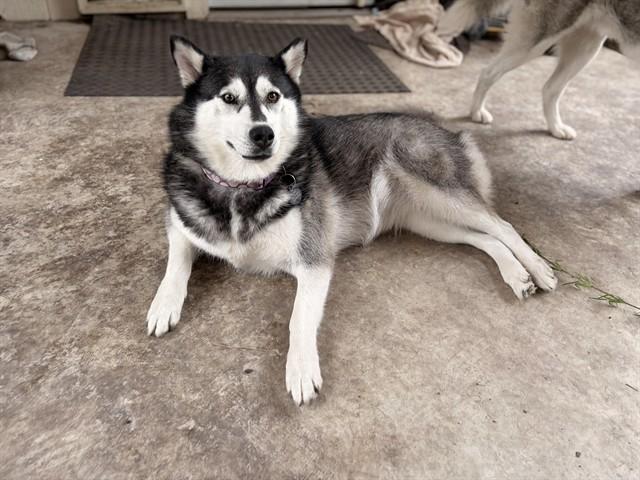 HONEY, Adoptable, Adult Female Siberian Husky & Mixed Breed.