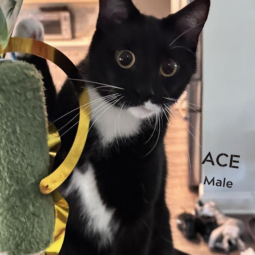 ACE, a ADOPTABLE Domestic Short Hair in Largo, FL image 1/3
